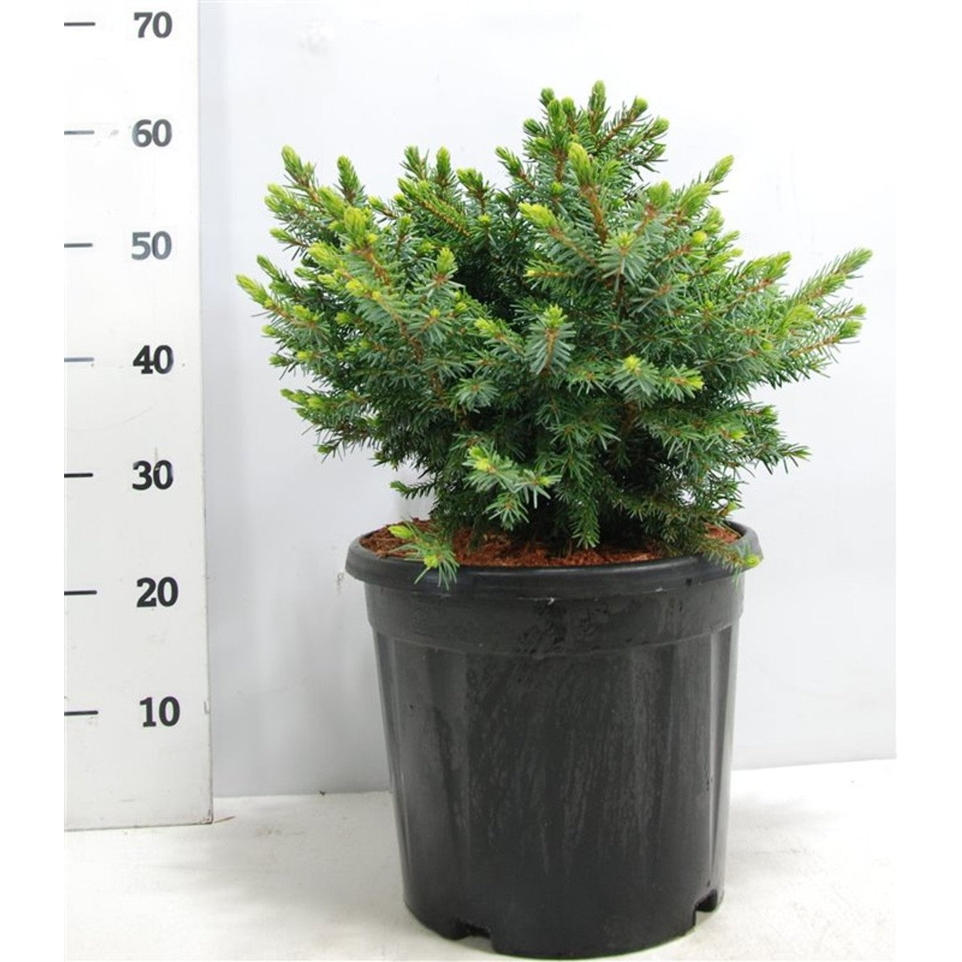 Serbgran – Picea omorika 'Nana' - C12 35-40 CM